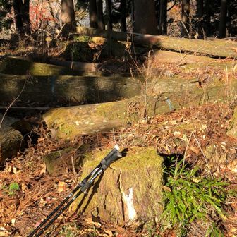 大ノ山の山頂に到着！
眺望なし。山頂標識は見つからず。