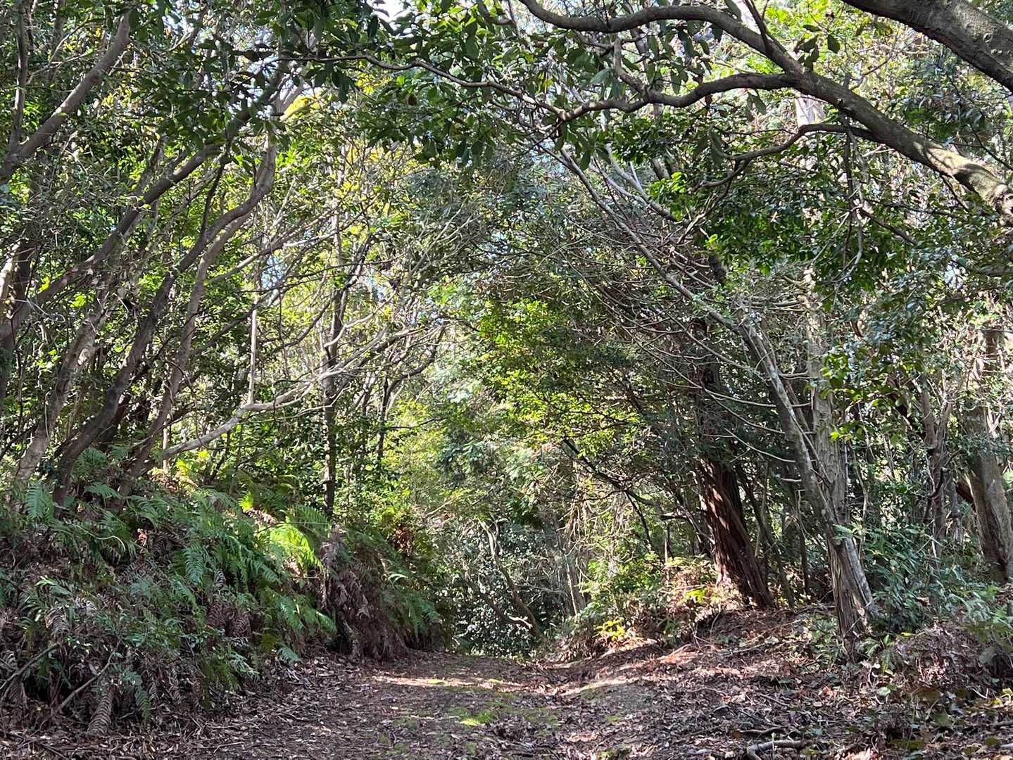 整備された登山道