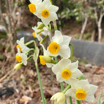 さくら堂から下る道端に咲いてたスイセン(水仙)🌼