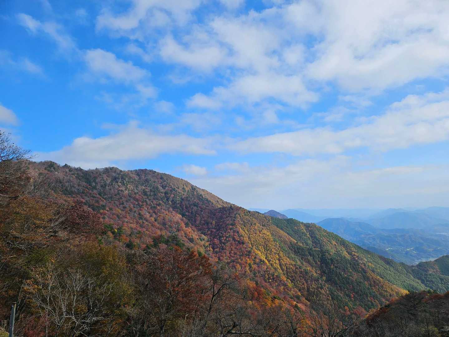 紅葉してます❗
