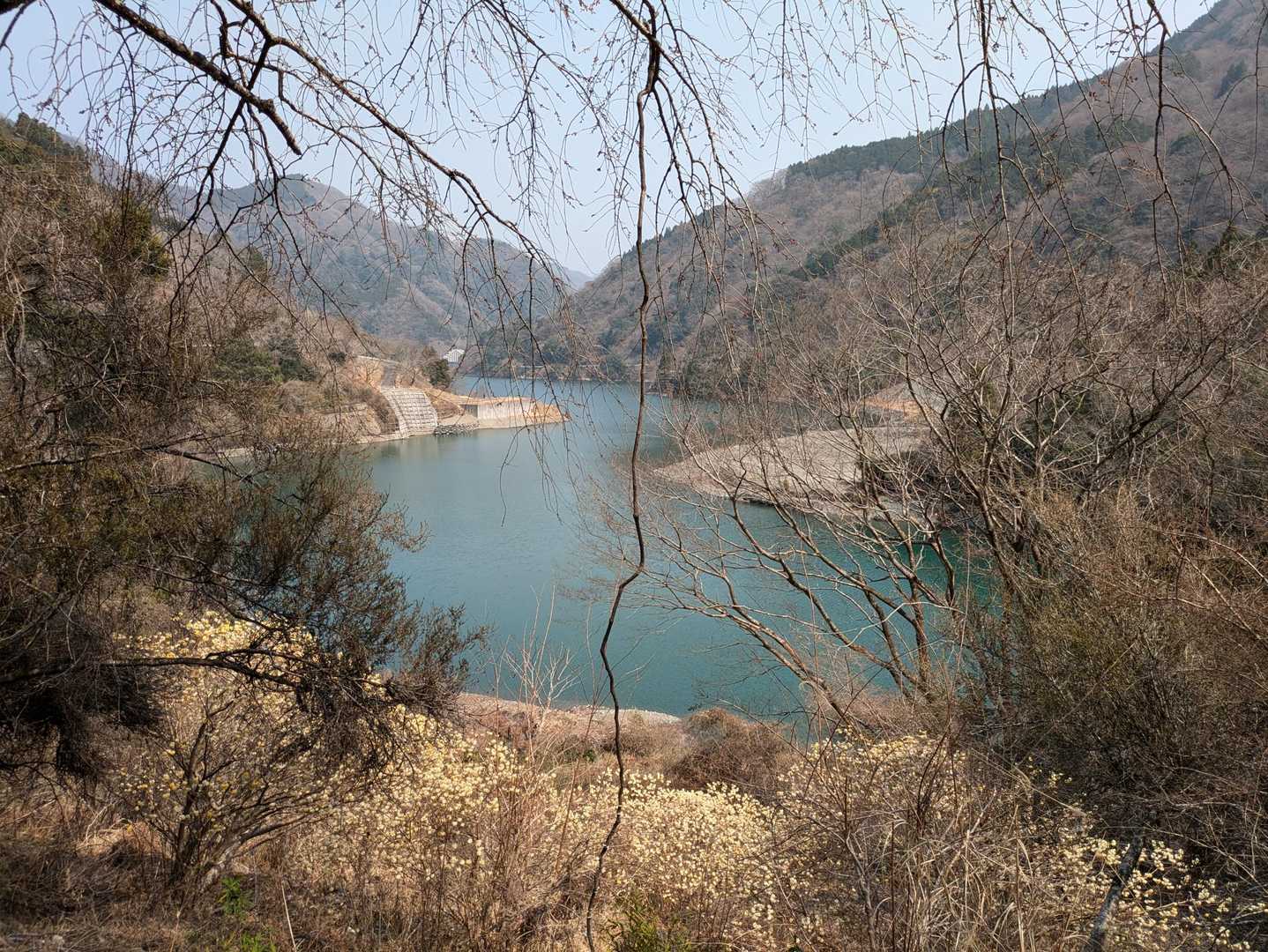 林道に下りました。
丹沢湖の辺りにもミツマタ🌼
穏やかな春の一日
ミツマタの香りに癒されました。
ありがとうございました🌿