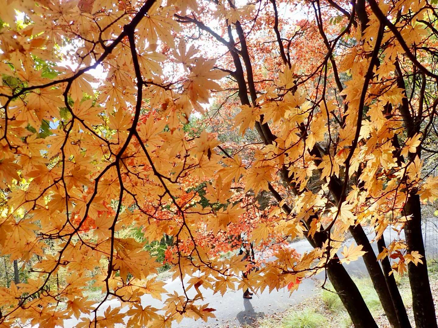 また紅葉に高揚して