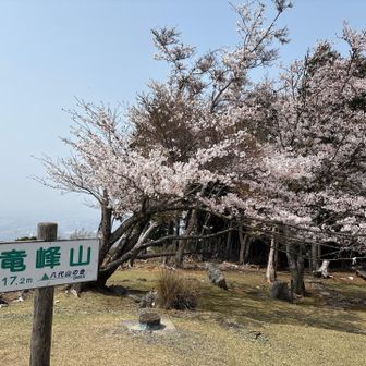 竜峰山山頂に到着
山頂の🌸に寄ってくる虫の羽音が凄かったです😨