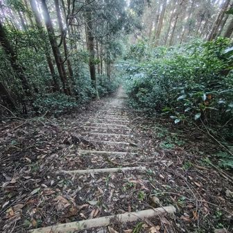 巨木の森への　階段