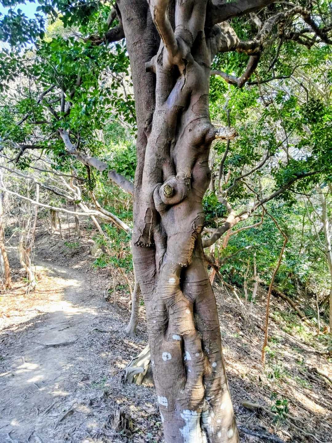 ねじれた面白い木‼️😄