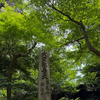 青紅葉が目に優しい