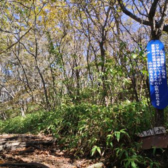 尾根に出たっぽい。ここからはなだらかな登山道