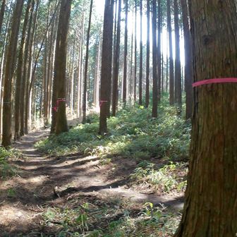 どう考えてもピンクテープがいっぱい巻いてある方が正しいと思われるから行ってみる。が、間違った！