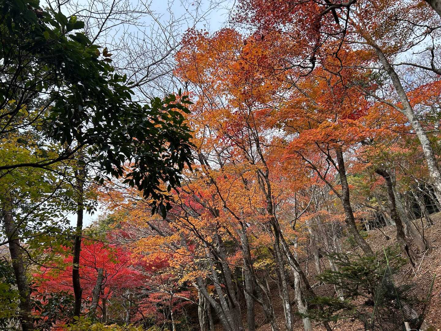 ちょっと紅葉🍁