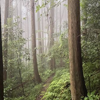 霧や霧雨の中緩やかな登山道を登ります。それでも登山道、階段と違い段差が大きかったり、平ではないので痛みのある右足を優しく置くことができないことも😓
