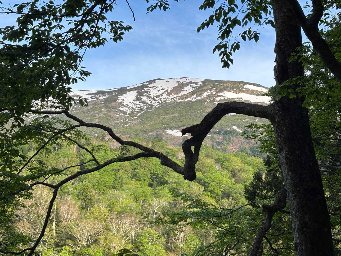 至仏山を眺めながら…鳥の囀りから姿を探しながら進みます。