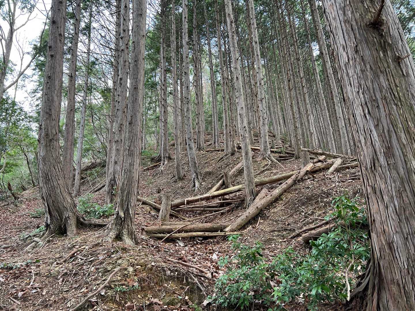 まあ急登
