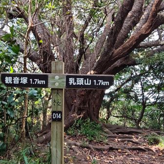 大桜です。大きな桜の木があります。
