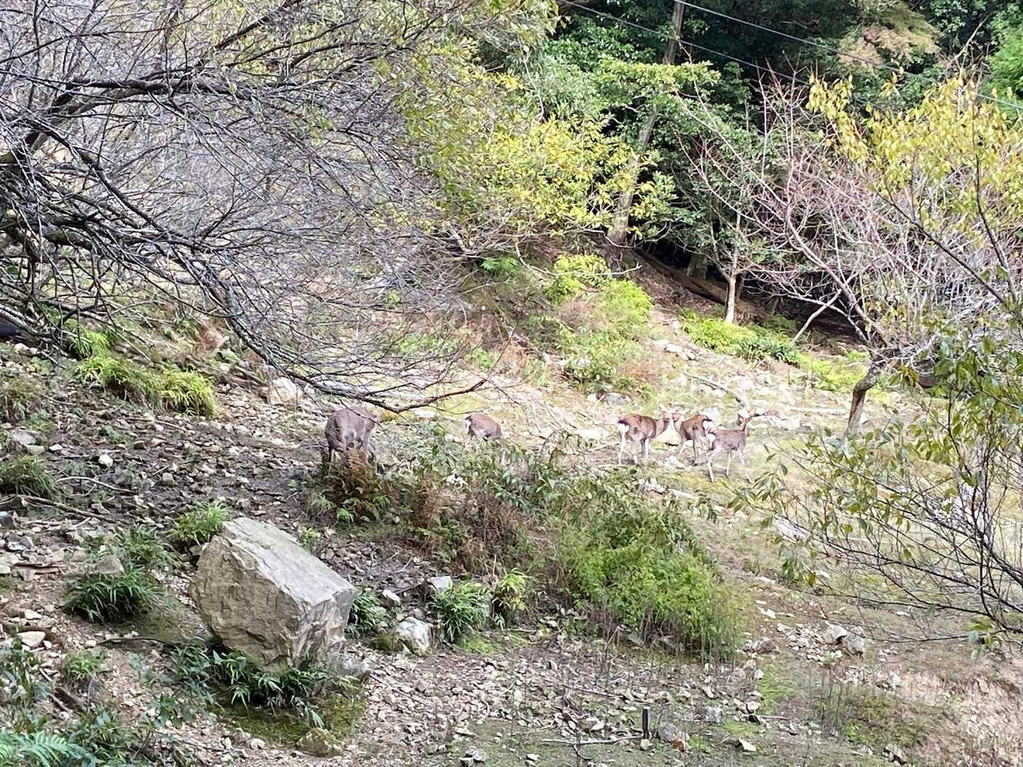 鹿さん達のお出迎え🦌