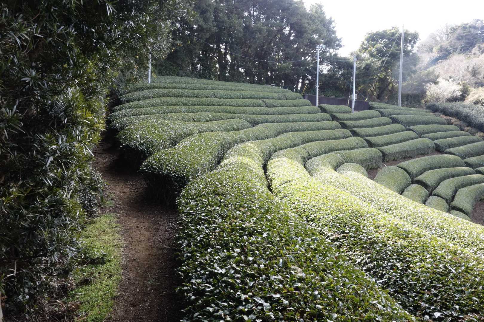 このハイキングコースは茶畑の脇を歩く所が多い