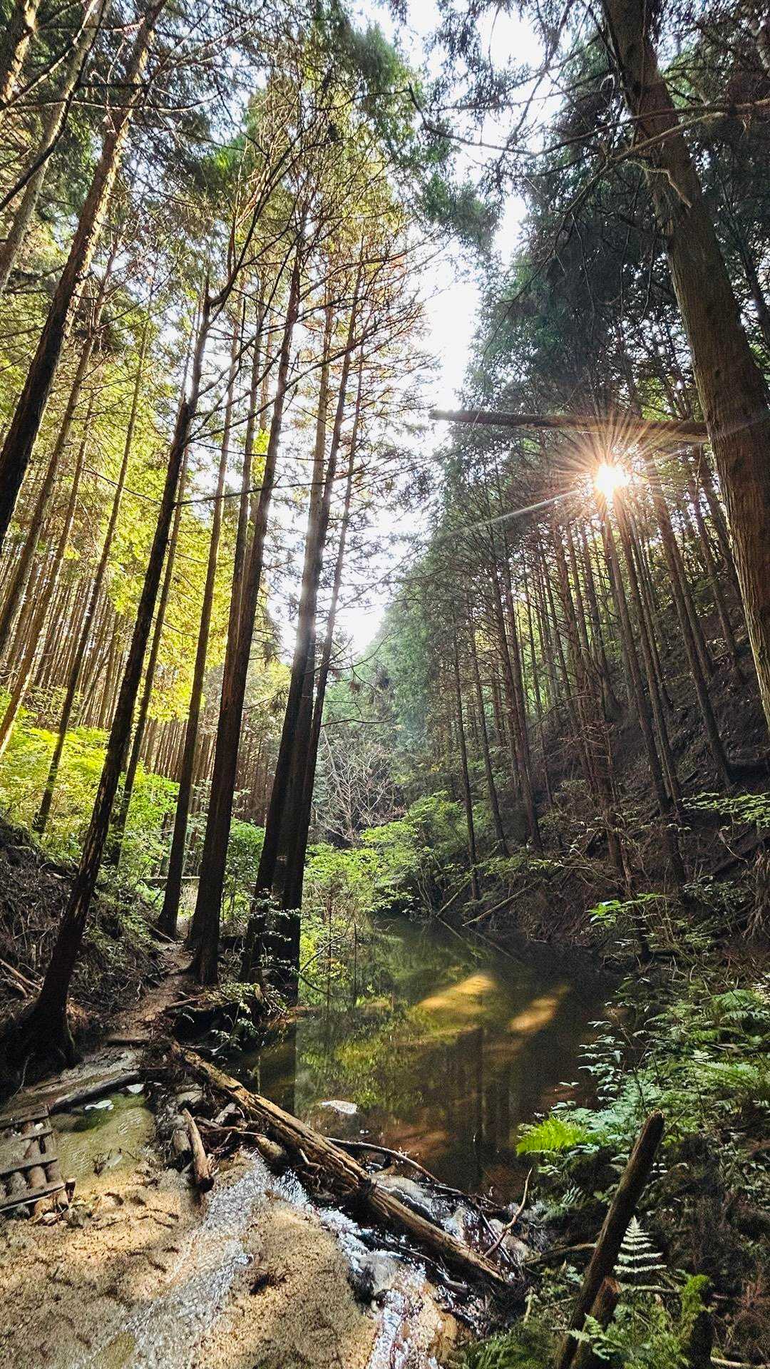 ロープウェイ前バス停-千早峠-神福山-谷尻峠-行者杉-杉尾 縦走コースの写真