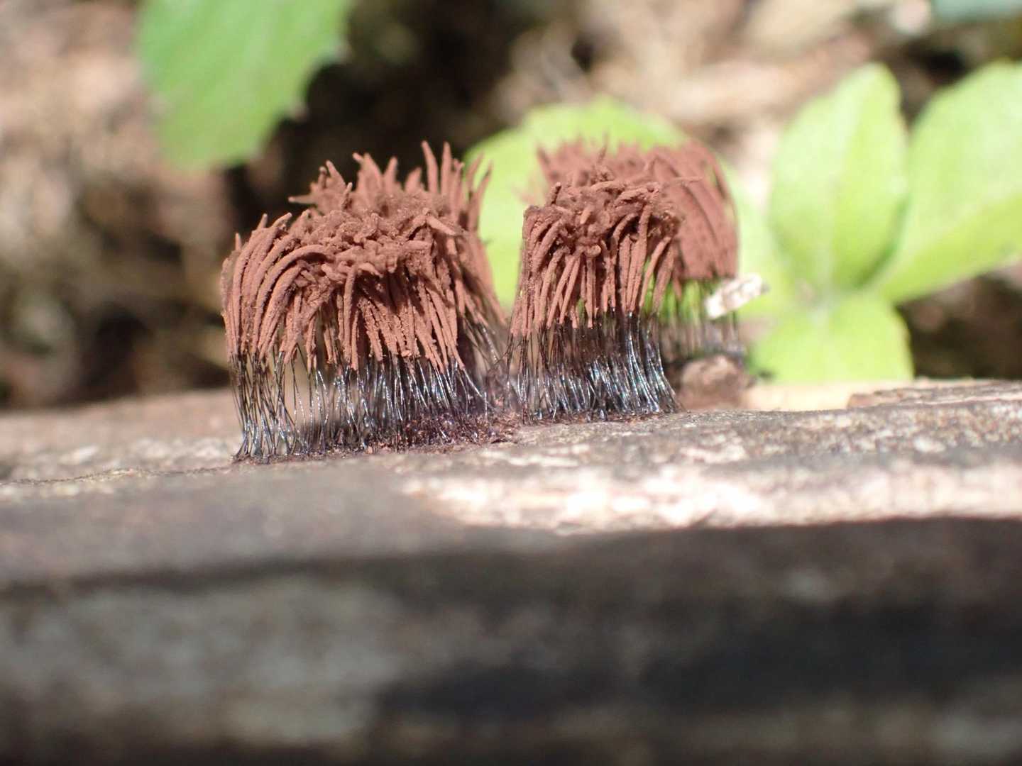 ムラサキホコリ
