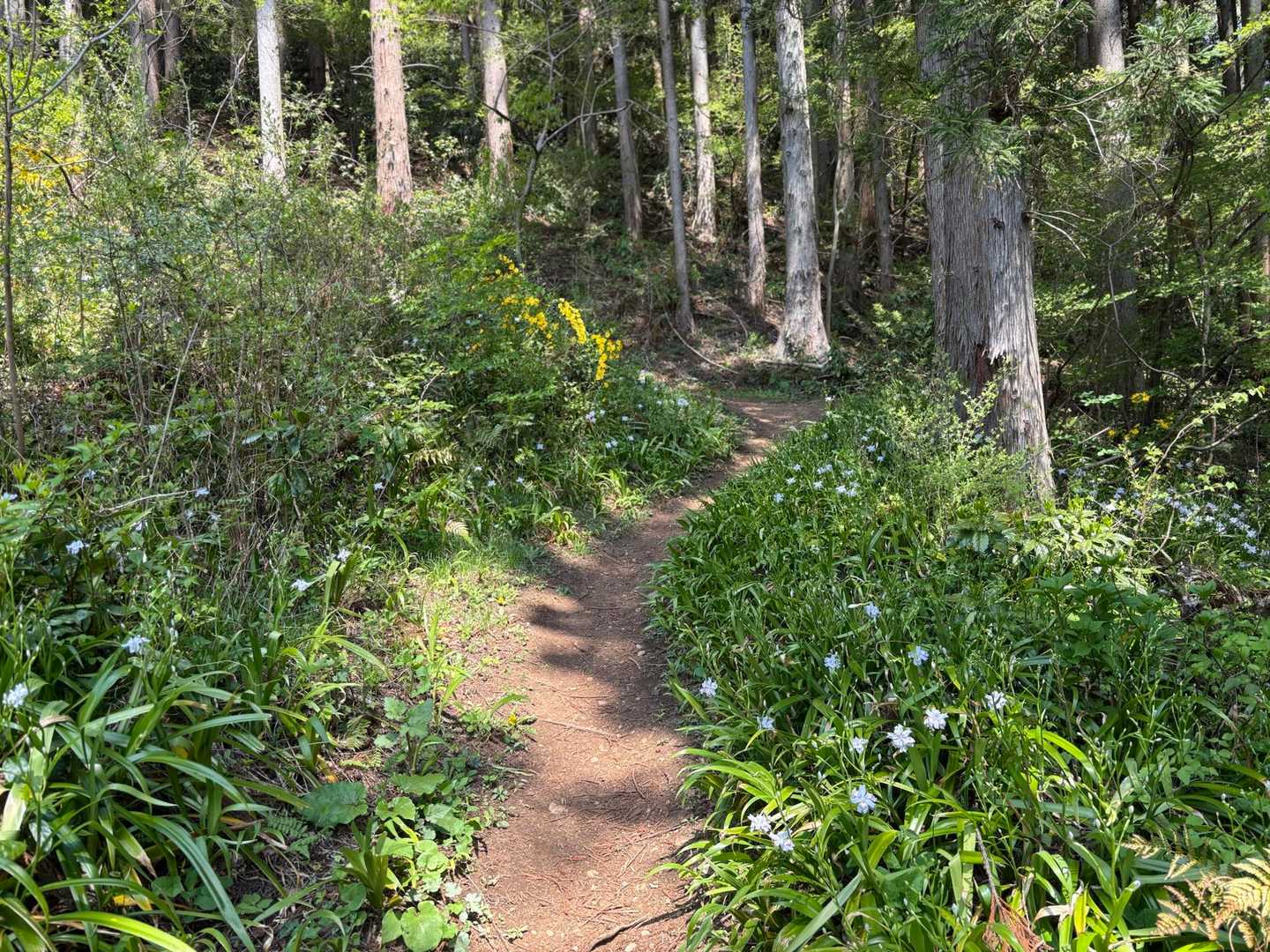 内松登山口-関山 往復コースの写真