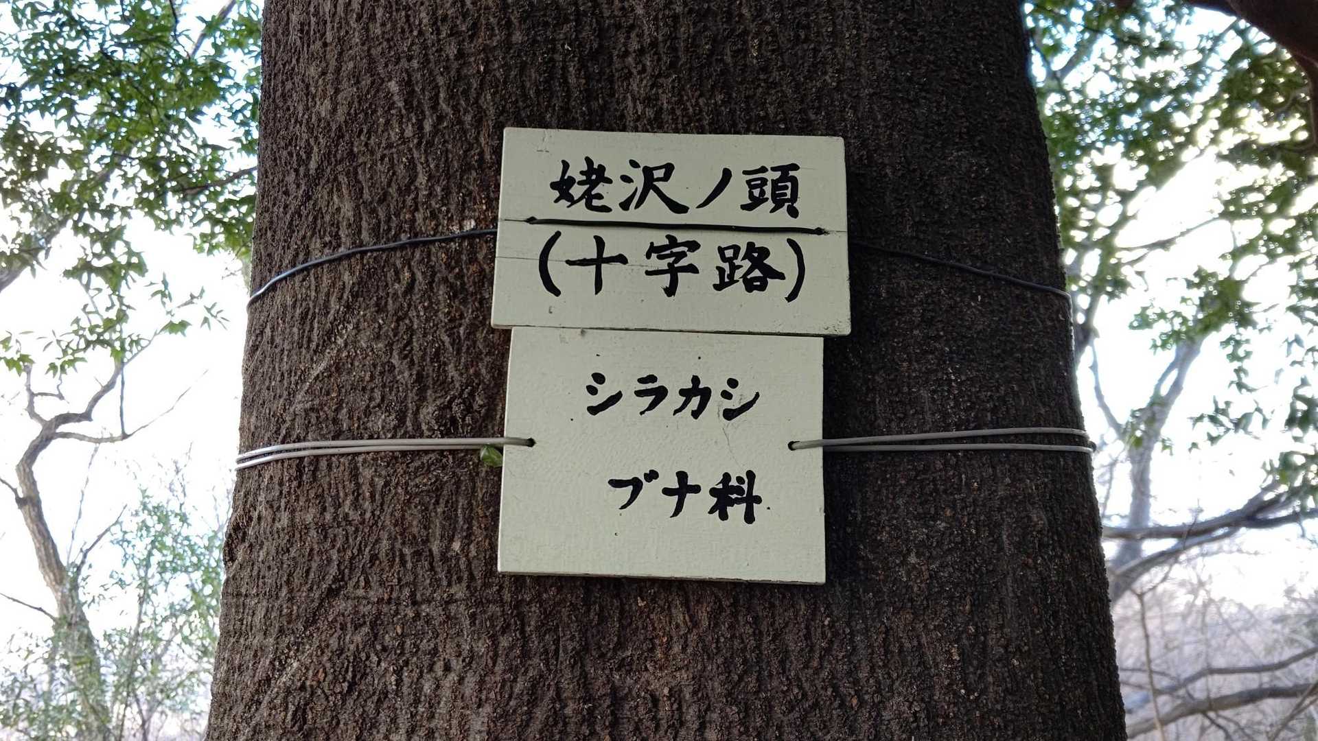 荒神山-茶臼山 往復コースの写真