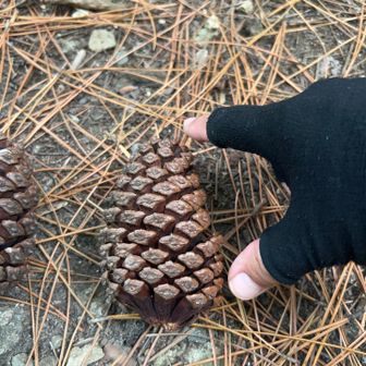 どうやらぽぽ下山したらしい。平坦な道になったよ。適度に登りがあり、幸せ道もあり、不安なく歩けるお山でした。人気があるの納得ですね😊
大きな松ぼっくりありました🎶