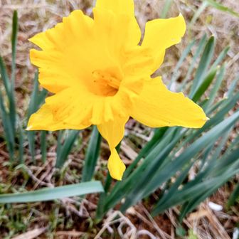 ラッパスイセン🌟