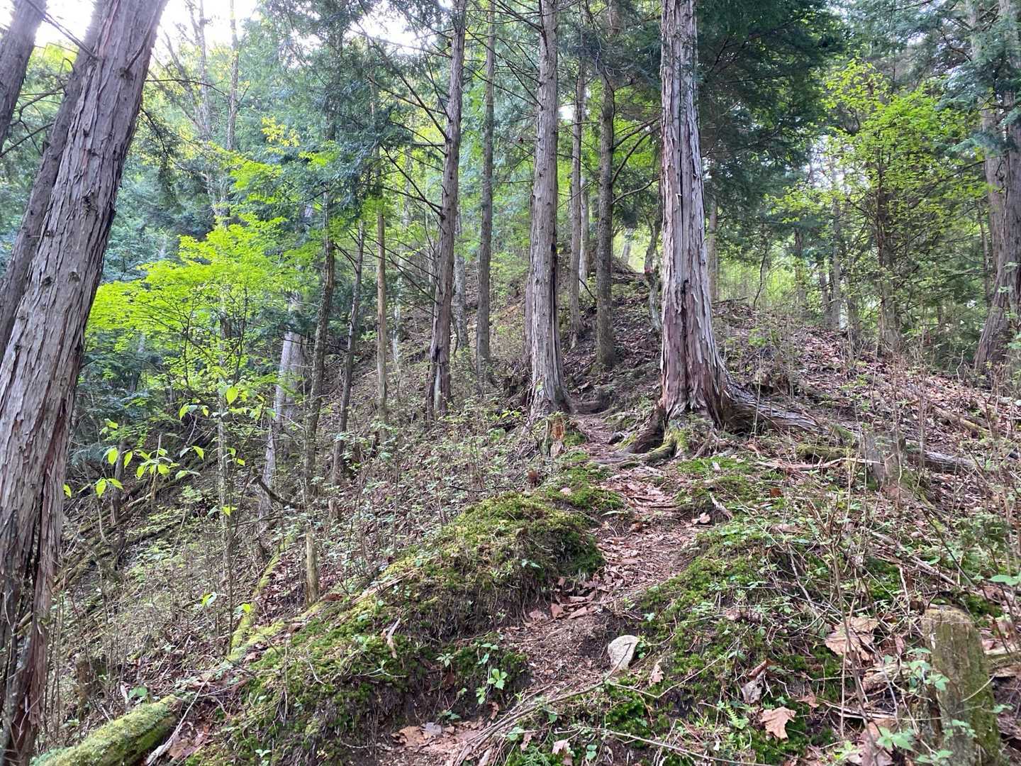 急登の始まり