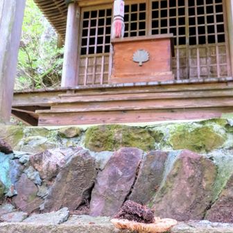 あんころ餅でもお供えしてあるかのようなキノコ
