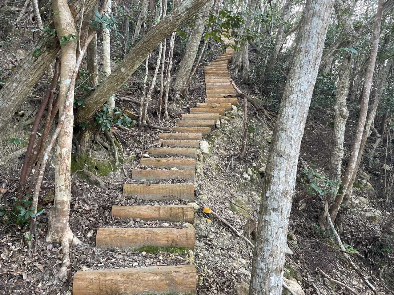 新しい枕木階段を登りきると