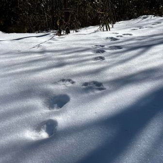 何の足跡🐾🐰？