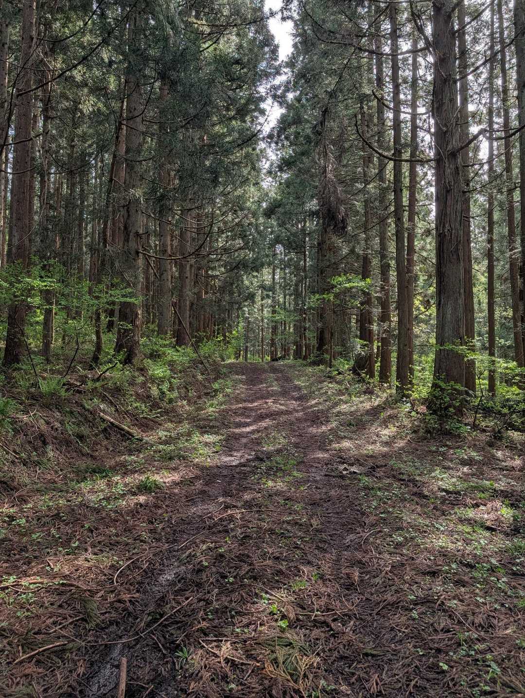 林道をてくてく🚶‍♀️
