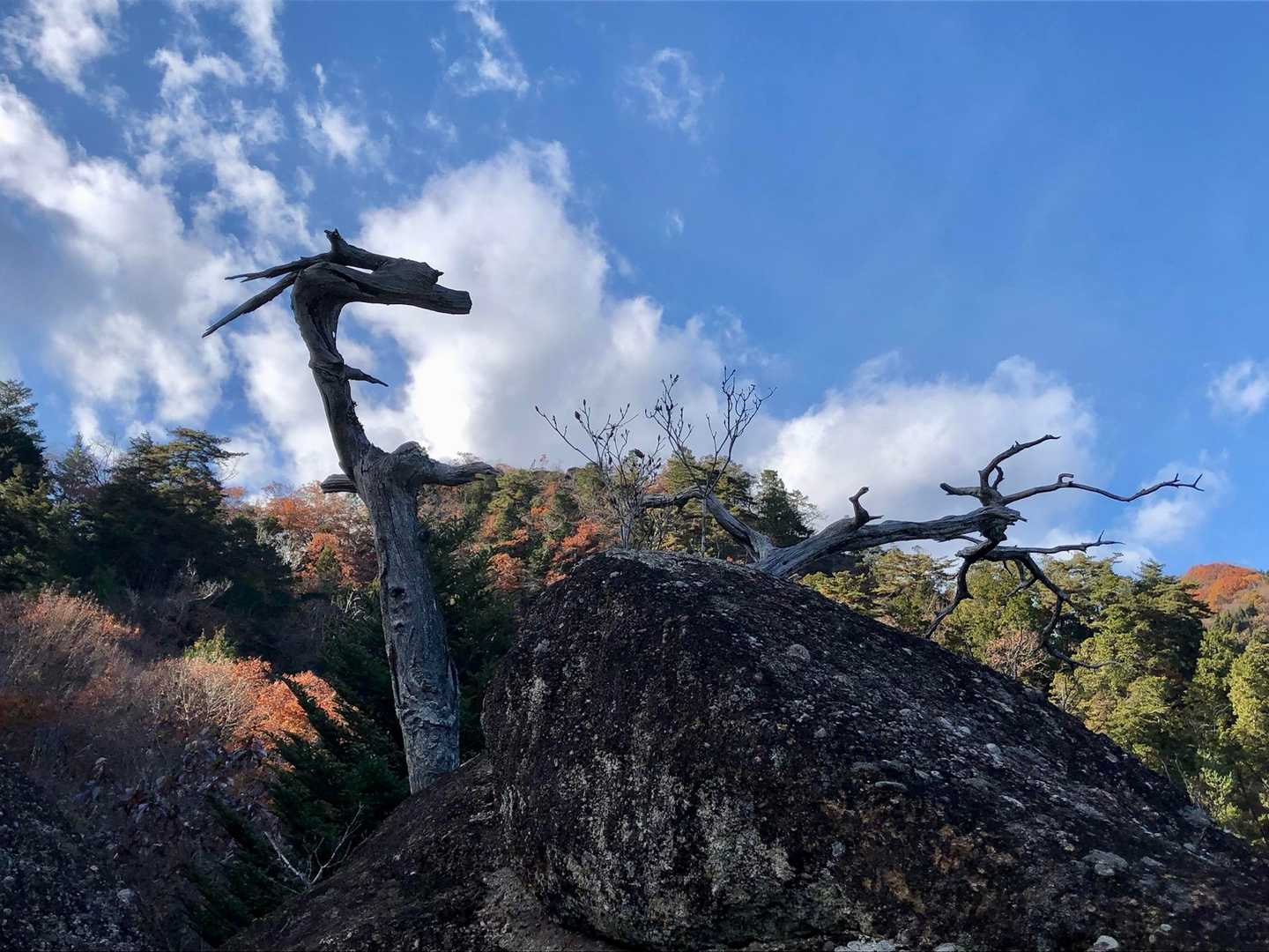 龍🐲に見えるような