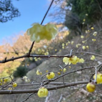 途中、数本の木に蝋梅が咲いてました
かわいい🥰