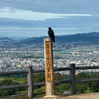 今日もカラスさんが来ました
