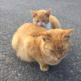 ねこやんのツレ