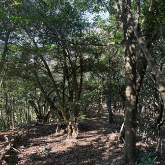 稜線は気持ち良い🐾ᵕ̈