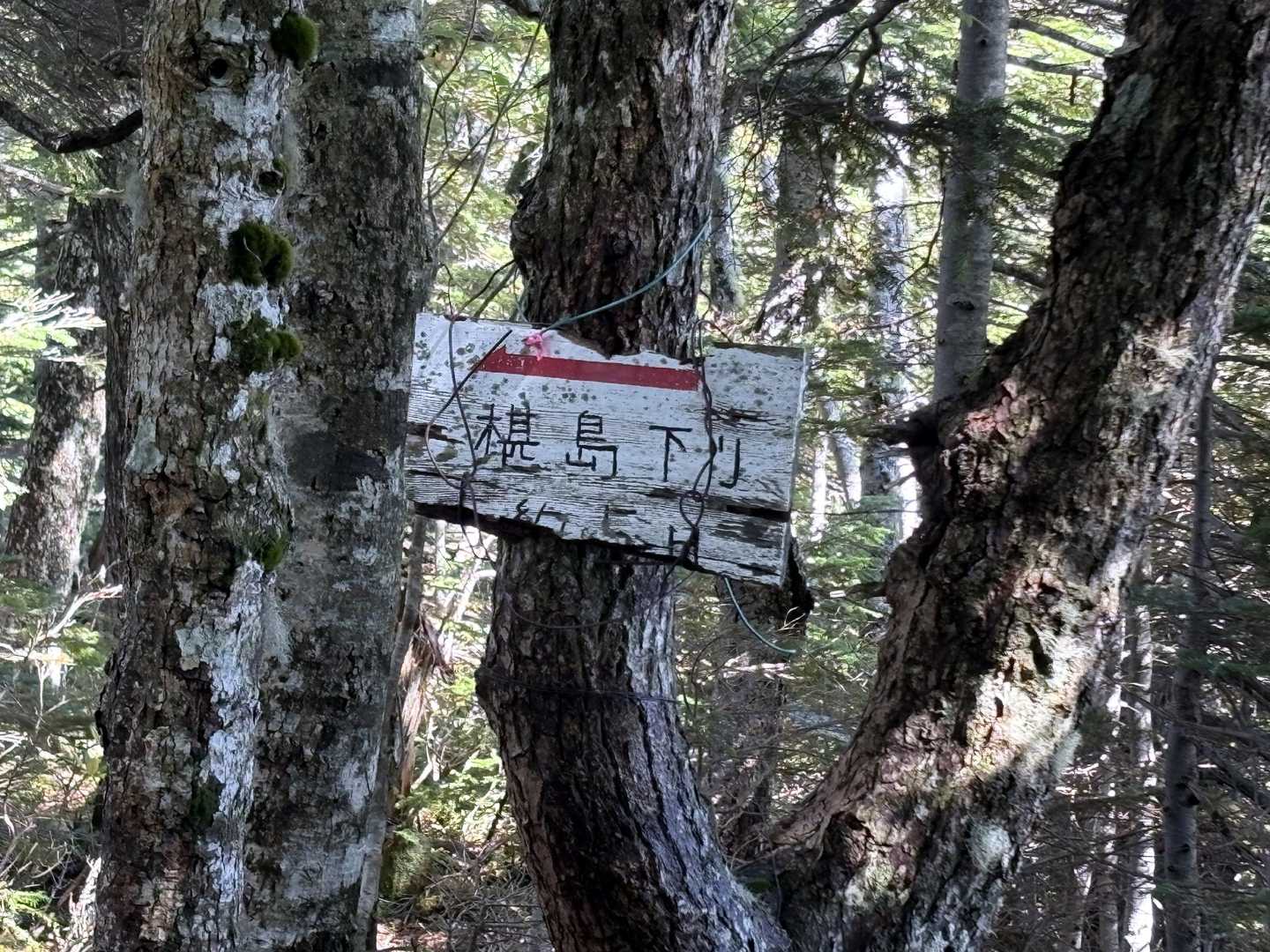 椹島下降点（稜線）に到着