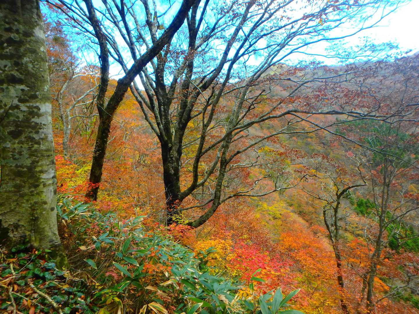 蒜山三座 縦走コースの写真