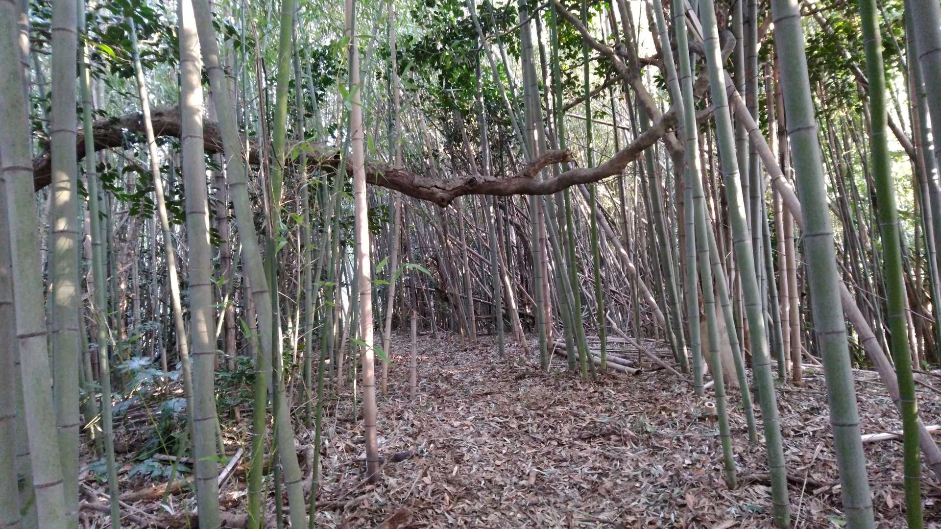 竹林を進みます。