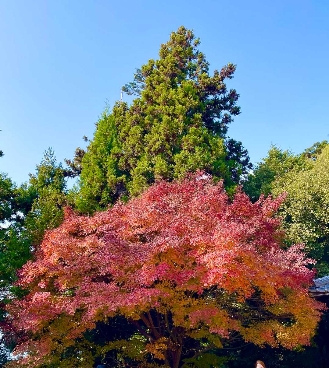 赤🍁緑🌲青🩵