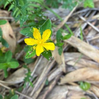 🌼