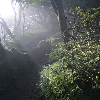 段原に降り注ぐ朝の光