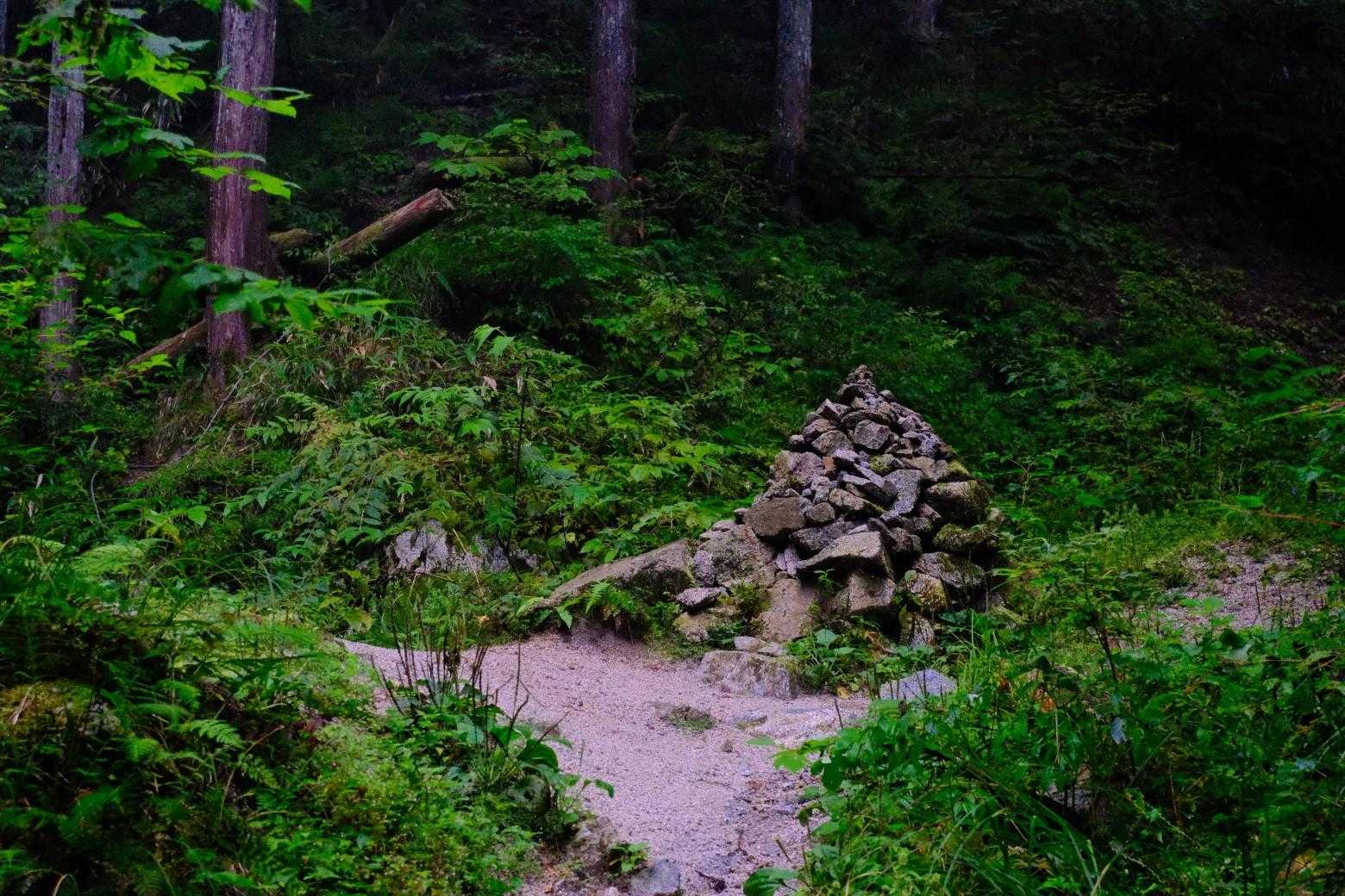 金剛山（もみじ谷-太尾尾根）の写真