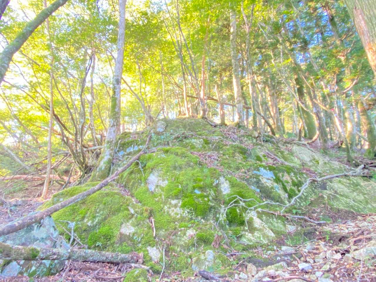 コケ苔コケ