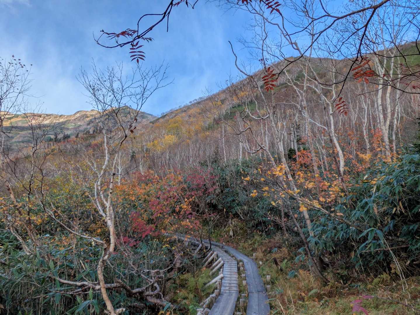 木道の周りも秋色🧡