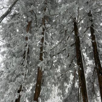 御陵のランドマーク🌲　