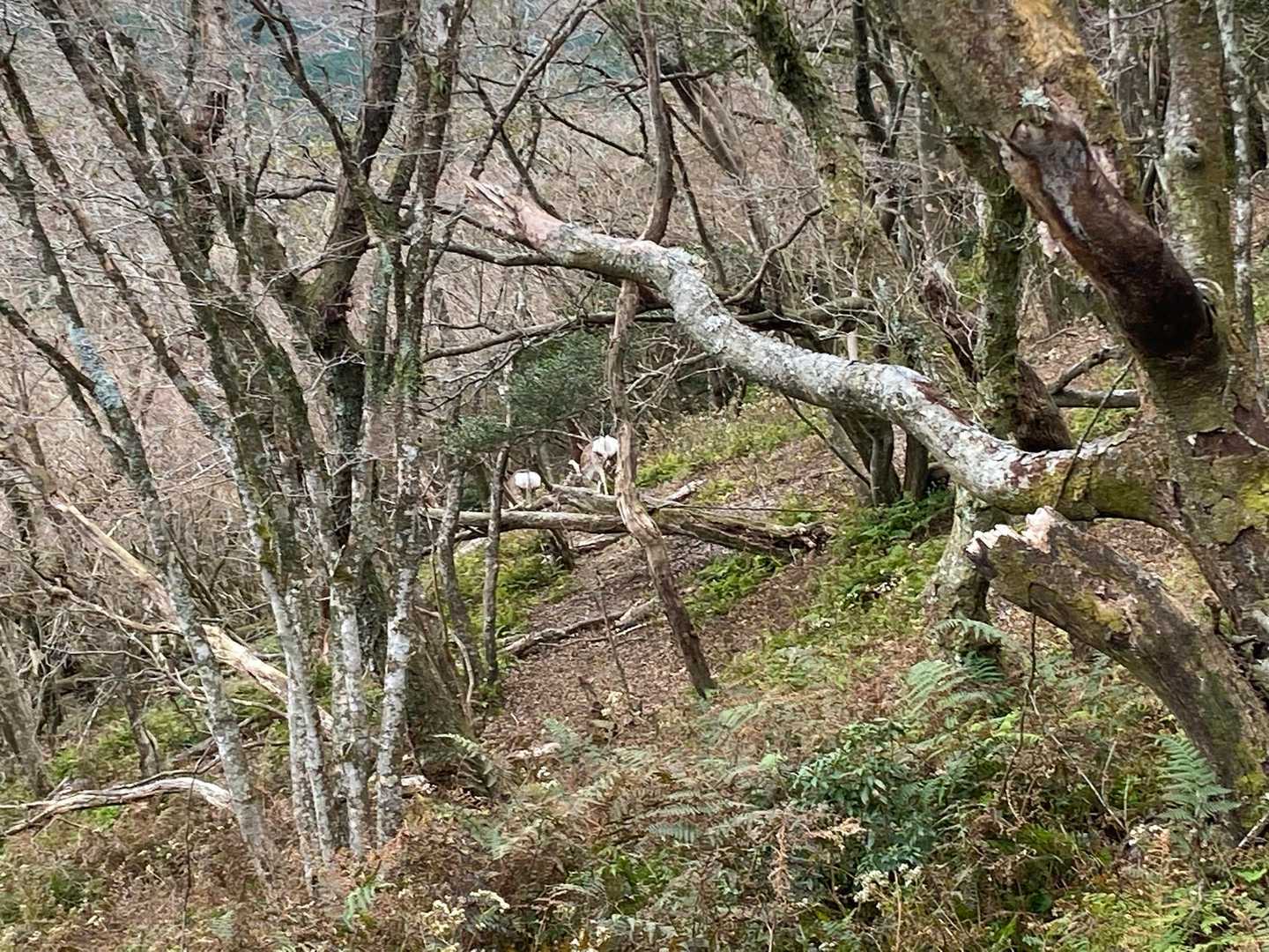 終了少し前に鹿2頭と遭遇🦌
シャッターチャンスを逃しまくりお尻の白綿のみ…🤍