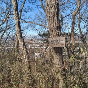 そして坊主山山頂に到着