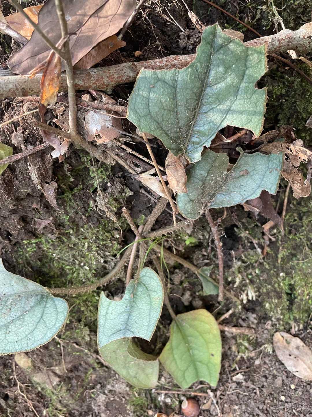 あれ、傷んだマルバテイショウの葉っぱ🌱