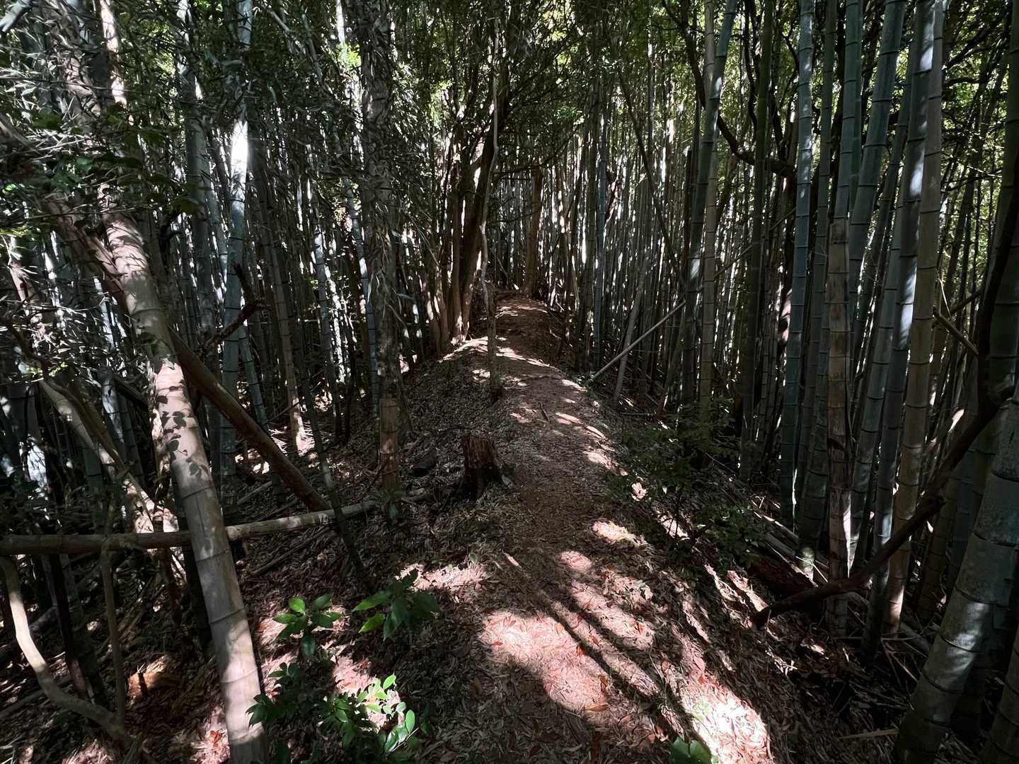 和久羅山 往復コースの写真