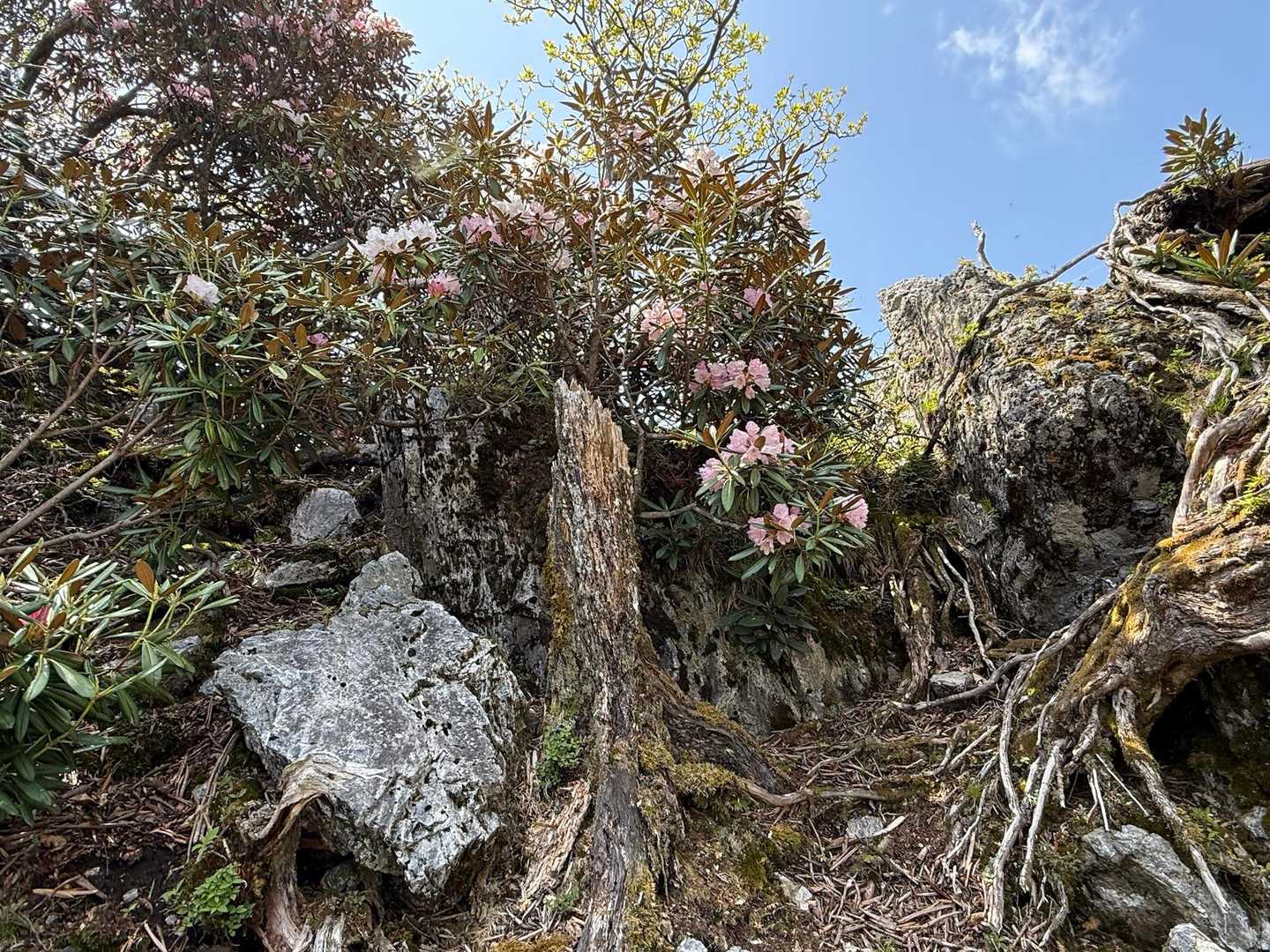 雲早山 周回コースの写真